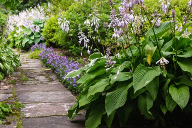Yeşil çalı Hosta. Hosta gidiyor. Hosta - peyzaj park ve bahçe tasarımı için bir süs bitkisi 