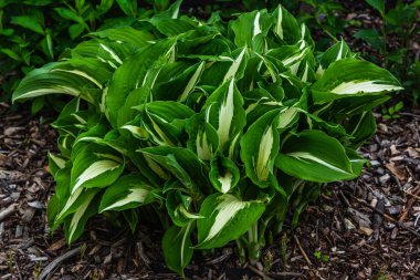 Yeşil çalı Hosta. Hosta gidiyor. Hosta - peyzaj park ve bahçe tasarımı için bir süs bitkisi 