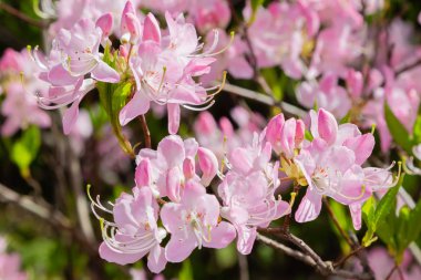 Bahar bahçesinde çiçekli rhododendrons
