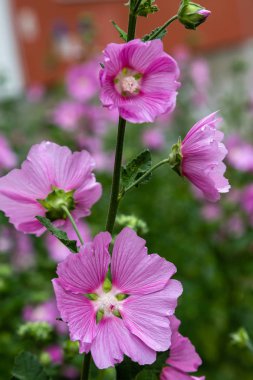 oleander Oleander çiçekleri büyük bir tropikal bitkidir. Güzel çiçek tropikal arka plan