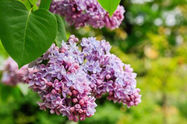 Park veya bahçe nin arka planında leylak dalları. Çiçek açan leylak bahar dalları