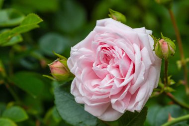 Güzel tonda güller yakın. Doğa arka planı
