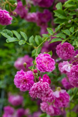 Güzel tonda güller yakın. Doğa arka planı