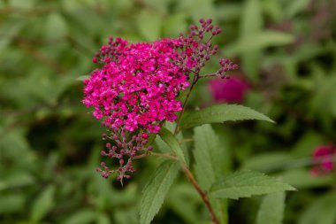 Japon spirea renkleri bumblebee. Japon kulesinin mor çiçekleri. Bahçede süs çalıları
