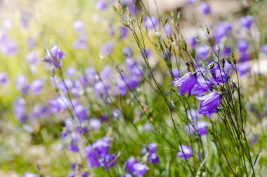 Campanula patula veya yayılan çan çiçeği Campanula cinsinin bir bitki türüdür. Bu narin çan çiçeği, dik ve huni şeklinde soluk mavi veya beyaz çiçeklerin yanal dallarını taşır