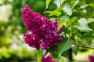 Park veya bahçe nin arka planında leylak dalları. Çiçek açan leylak bahar dalları