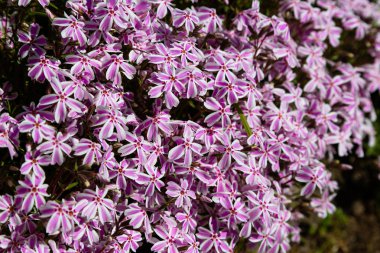 Phlox paniculata çiçekleri yakın. Çiçek arka plan