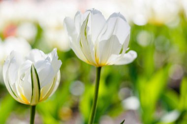 Bahar bahçesinde güzel laleler. Soğanlı bitkilerin yetiştirilmesi. 