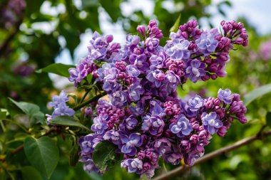 Park veya bahçe nin arka planında leylak dalları. Çiçek açan leylak bahar dalları