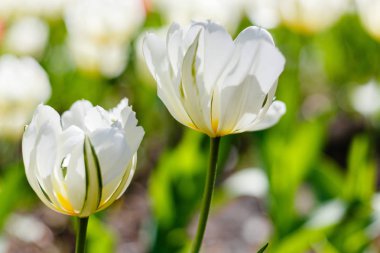 Bahar bahçesinde güzel laleler. Soğanlı bitkilerin yetiştirilmesi. 