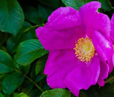 Güzel tonda güller yakın. Doğa arka planı
