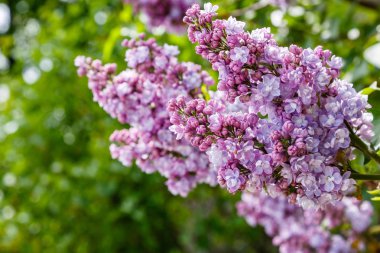 Park veya bahçe nin arka planında leylak dalları. Çiçek açan leylak bahar dalları
