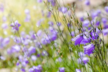 Campanula patula veya yayılan çan çiçeği Campanula cinsinin bir bitki türüdür. Bu narin çan çiçeği, dik ve huni şeklinde soluk mavi veya beyaz çiçeklerin yanal dallarını taşır