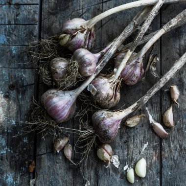 Sarımsak ampuller ve diş sarımsak 