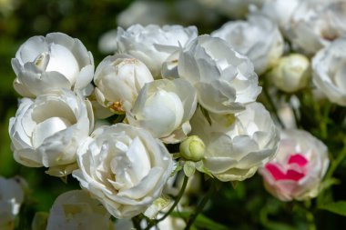 Güzel tonda güller yakın. Doğa arka planı