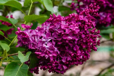 Park veya bahçe nin arka planında leylak dalları. Çiçek açan leylak bahar dalları