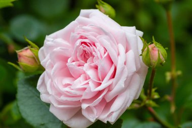 Güzel tonda güller yakın. Doğa arka planı
