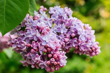 Park veya bahçe nin arka planında leylak dalları. Çiçek açan leylak bahar dalları