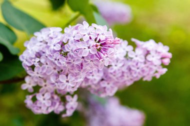 Park veya bahçe nin arka planında leylak dalları. Çiçek açan leylak bahar dalları