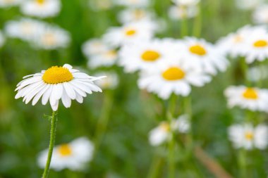 Bahçedeki beyaz papatyalar