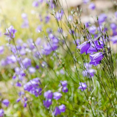 Campanula patula veya yayılan çan çiçeği Campanula cinsinin bir bitki türüdür. Bu narin çan çiçeği, dik ve huni şeklinde soluk mavi veya beyaz çiçeklerin yanal dallarını taşır