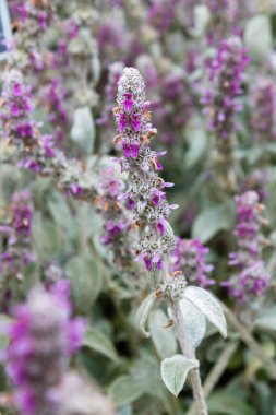 Bahçede Stachy Bizans çiçekleri