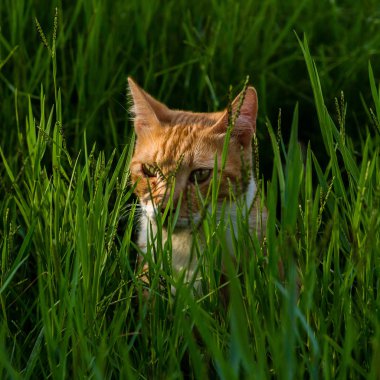 Yeşil çimenlerin arka planında kırmızı bir kedi portresi
