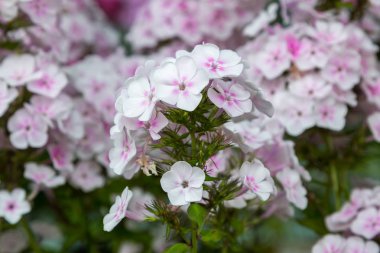 Phlox paniculata çiçekleri yakın. Çiçek arka plan