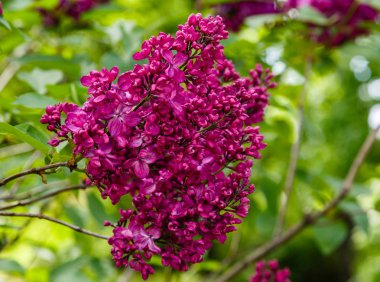 Park veya bahçe nin arka planında leylak dalları. Çiçek açan leylak bahar dalları