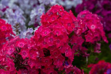 Phlox paniculata çiçekleri yakın. Çiçek arka plan