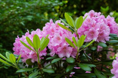 Bahar bahçesinde çiçekli rhododendrons