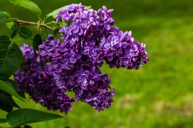 Bahçede çiçek açan leylak (Syringa). Doğal arka planda güzel mor leylak çiçekleri