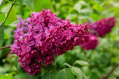 Park veya bahçe nin arka planında leylak dalları. Çiçek açan leylak bahar dalları