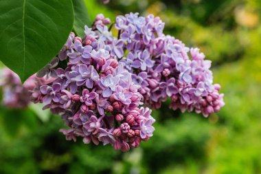 Park veya bahçe nin arka planında leylak dalları. Çiçek açan leylak bahar dalları
