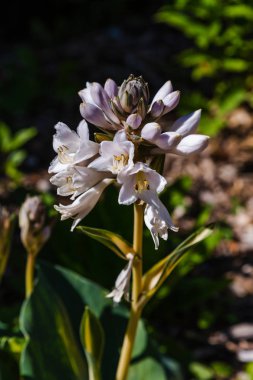Yeşil çalı Hosta. Hosta gidiyor. Hosta - peyzaj park ve bahçe tasarımı için bir süs bitkisi 