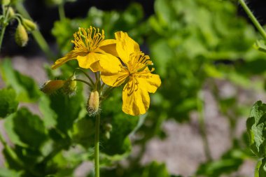 Bahçede ecza bitkisi.