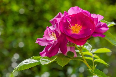 Güzel tonda güller yakın. Doğa arka planı
