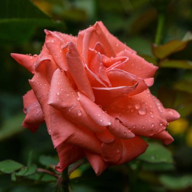 Güzel tonda güller yakın. Doğa arka planı