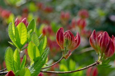 Bahar bahçesinde çiçekli rhododendrons