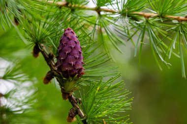 Karaçam çiçeği. Karaçam (lat. Larix), çam giller familyasından bir ağaçlık bitki cinsi, kozalaklı ağaçların en yaygın türlerinden biri.
