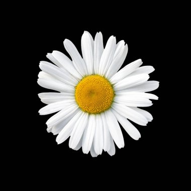 Bahçedeki beyaz papatyalar