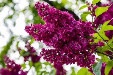 Park veya bahçe nin arka planında leylak dalları. Çiçek açan leylak bahar dalları