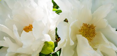 çiçekli peonies bahçede