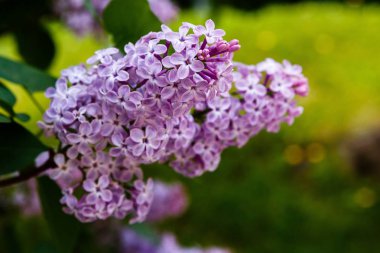 Park veya bahçe nin arka planında leylak dalları. Çiçek açan leylak bahar dalları