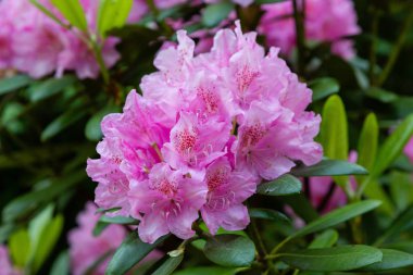 Bahar bahçesinde çiçekli rhododendrons