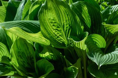 Yeşil çalı Hosta. Hosta gidiyor. Hosta - peyzaj park ve bahçe tasarımı için bir süs bitkisi 