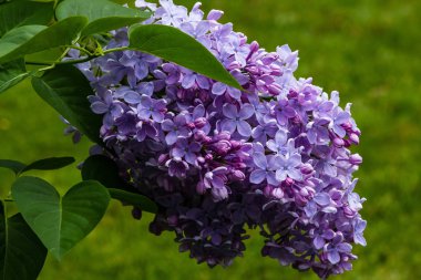 Bahçede çiçek açan leylak (Syringa). Doğal arka planda güzel mor leylak çiçekleri