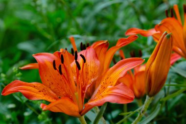 Japon türk's-cap zambak (Lilium hansonii) bahçede. Yeşil arka planda lilium hansonii turuncu çiçekler