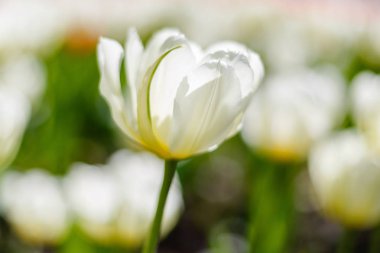 Bahar bahçesinde güzel laleler. Soğanlı bitkilerin yetiştirilmesi. 