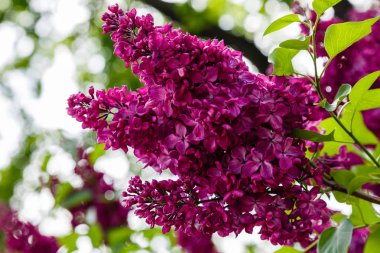 Park veya bahçe nin arka planında leylak dalları. Çiçek açan leylak bahar dalları